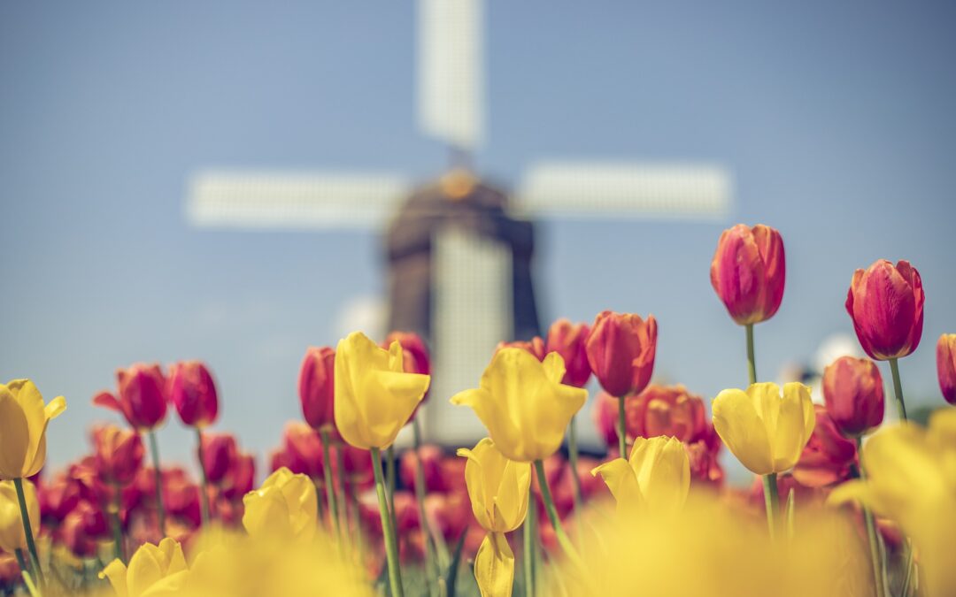 Episode 25: Welcome to Holland